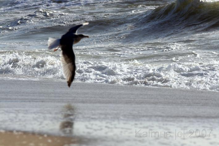 Die Moeve 12.jpg - Im Flug!